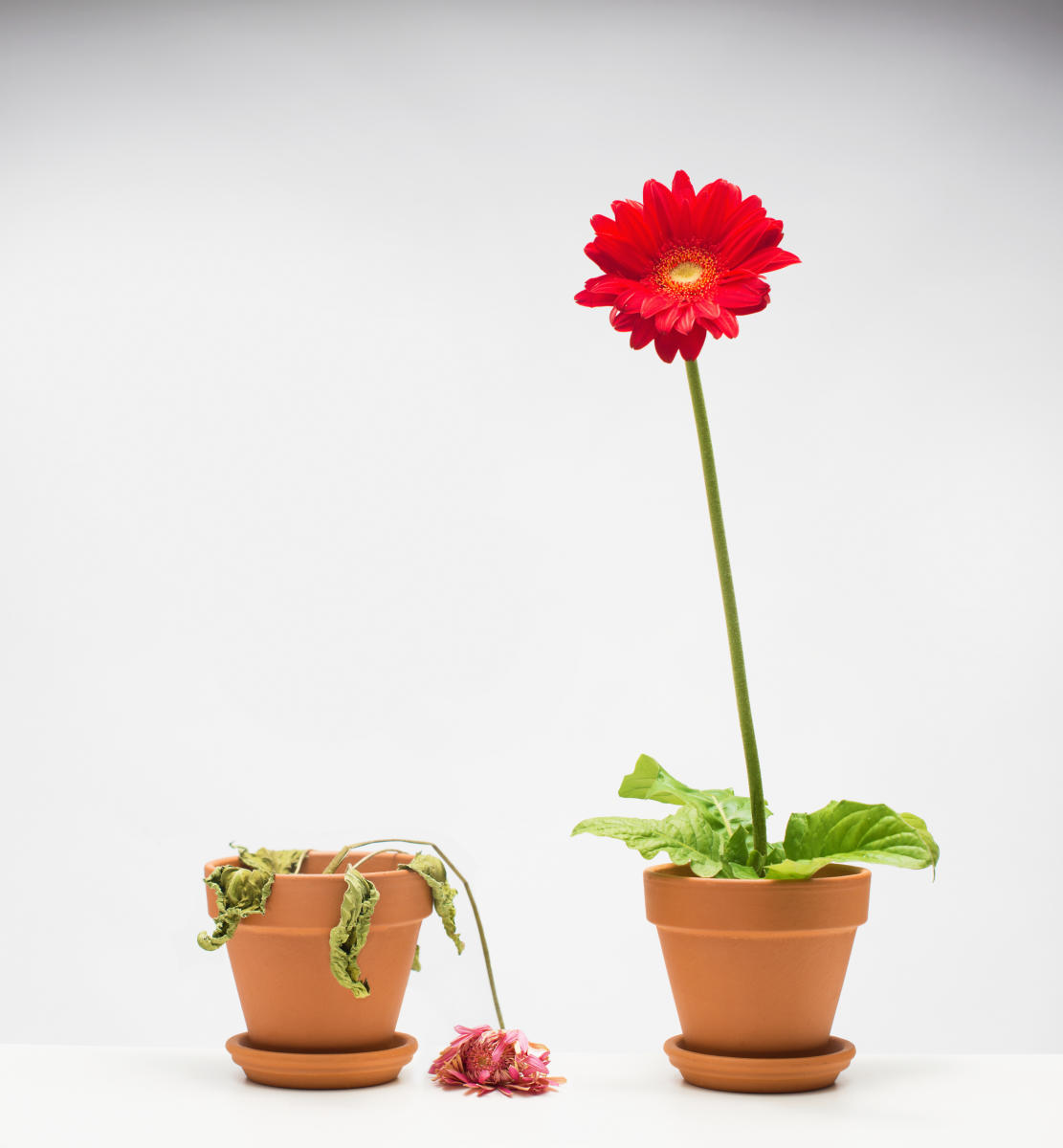 STUDIO PRODUCT STILL-LIFE